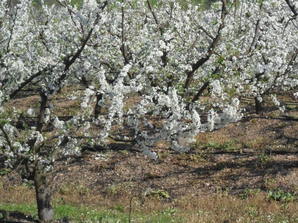 Casa Verde Ferreira Do Alentejo Dış mekan fotoğraf