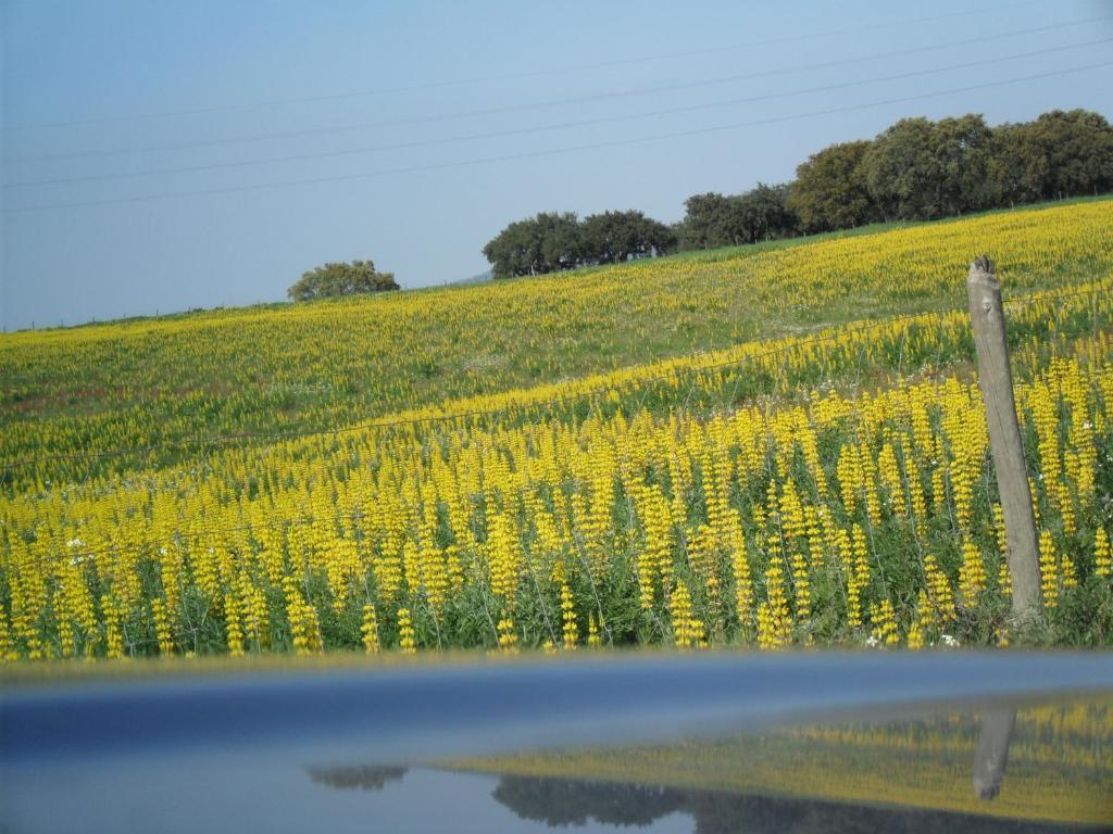 Casa Verde Ferreira Do Alentejo Dış mekan fotoğraf